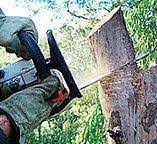 Best Emergency Tree Removal  in Broomfield, CO