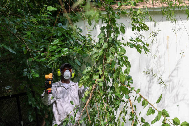 Professional Tree Services in Broomfield, CO